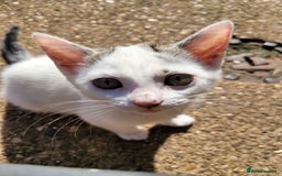Mixed Breed cats for sale: 2 adorable girls for a new, forever home. - Image 4