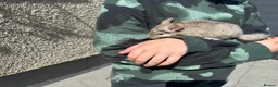 Chinchilla rodents for sale: Little Babies - Advert 6