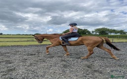 Irish Thoroughbred horses for sale: sweet tb gelding  - Image 7