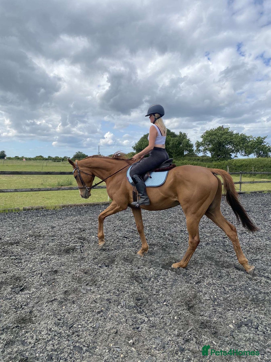 Irish Thoroughbred horses for sale: sweet tb gelding  - Image 7
