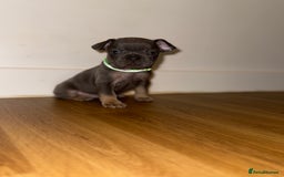 French Bulldog dogs for sale: BLUE & CREAM/TAN Isabella/pink carrying. - Image 37