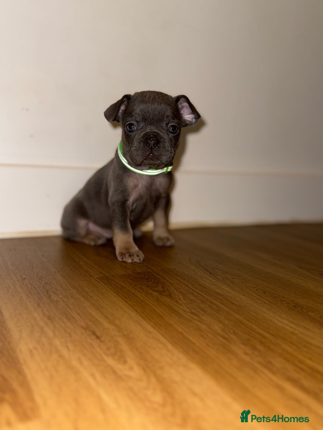 French Bulldog dogs for sale: BLUE & CREAM/TAN Isabella/pink carrying. - Image 37