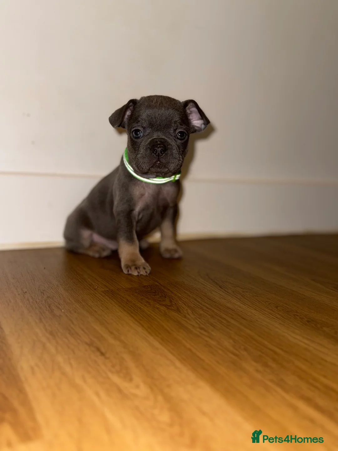 French Bulldog dogs for sale: BLUE & TAN:Testable/Isabella/pink carrying. - Advert 15