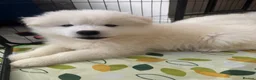 Samoyed dogs for sale: 🐾puppies are ready for new happy homes🐾 - Advert 35