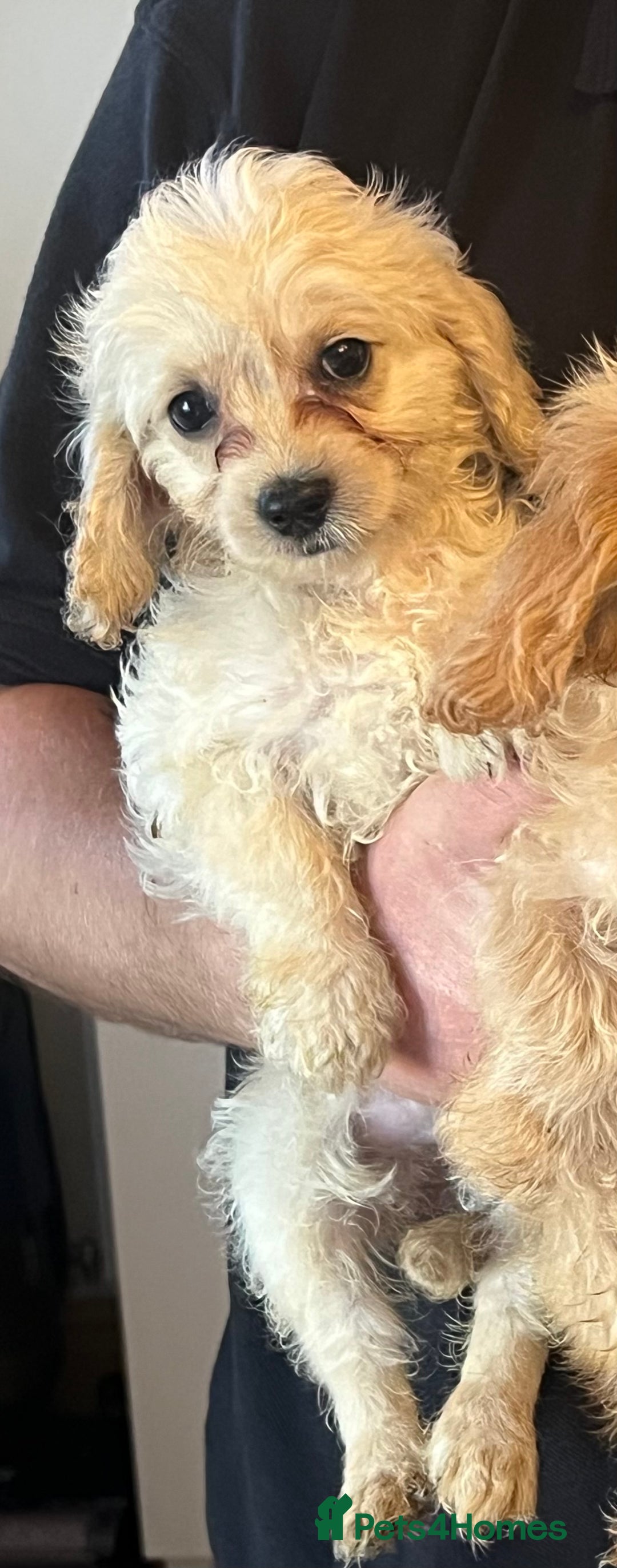 Mixed Breed dogs for sale: Last 2 puppies!  🩷 Maltipoo x Cockapoo puppies - Image 29