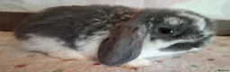 Mini Lop rabbits for sale: Various ages - Advert 3
