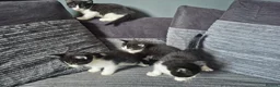 Mixed Breed cats for sale: Gorgeoeus mixed Breed kittens - Advert 8