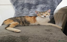 Mixed Breed cats for sale:  3 Adorable Kittens Ready for Their Forever Homes - Image 15
