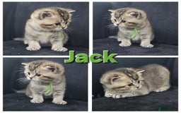 British Shorthair cats for sale: BSH kittens for sale ( 1 Male left ) - Image 20