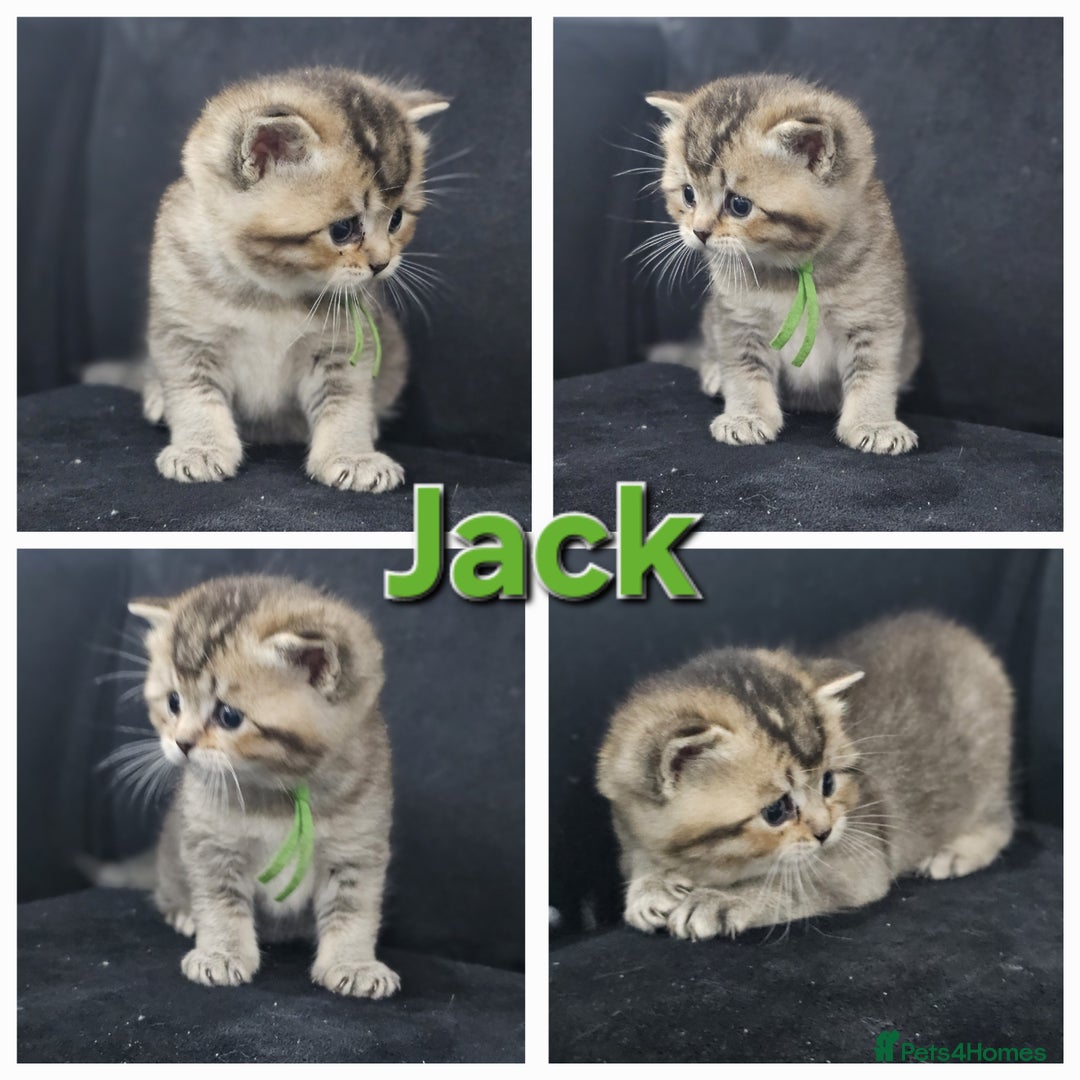 British Shorthair cats for sale: BSH kittens for sale ( 1 Male left ) - Image 20