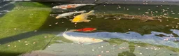 Koi Carp fish for sale: Koi and sturgeon fish - Advert 6