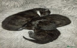 Domestic Shorthair cats for sale: 2 beautiful kittens - Image 3
