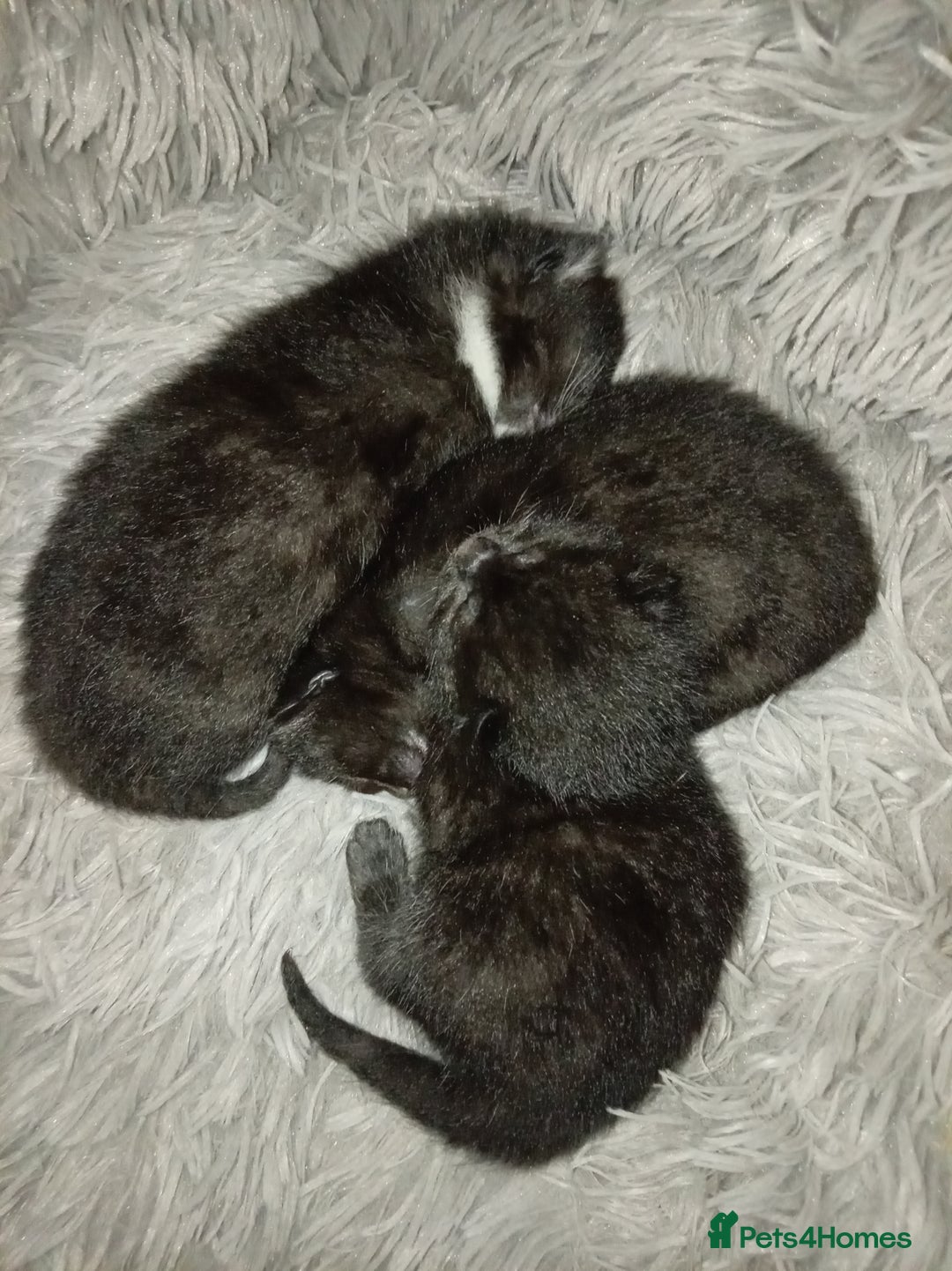 Domestic Shorthair cats for sale: 2 beautiful kittens - Image 3