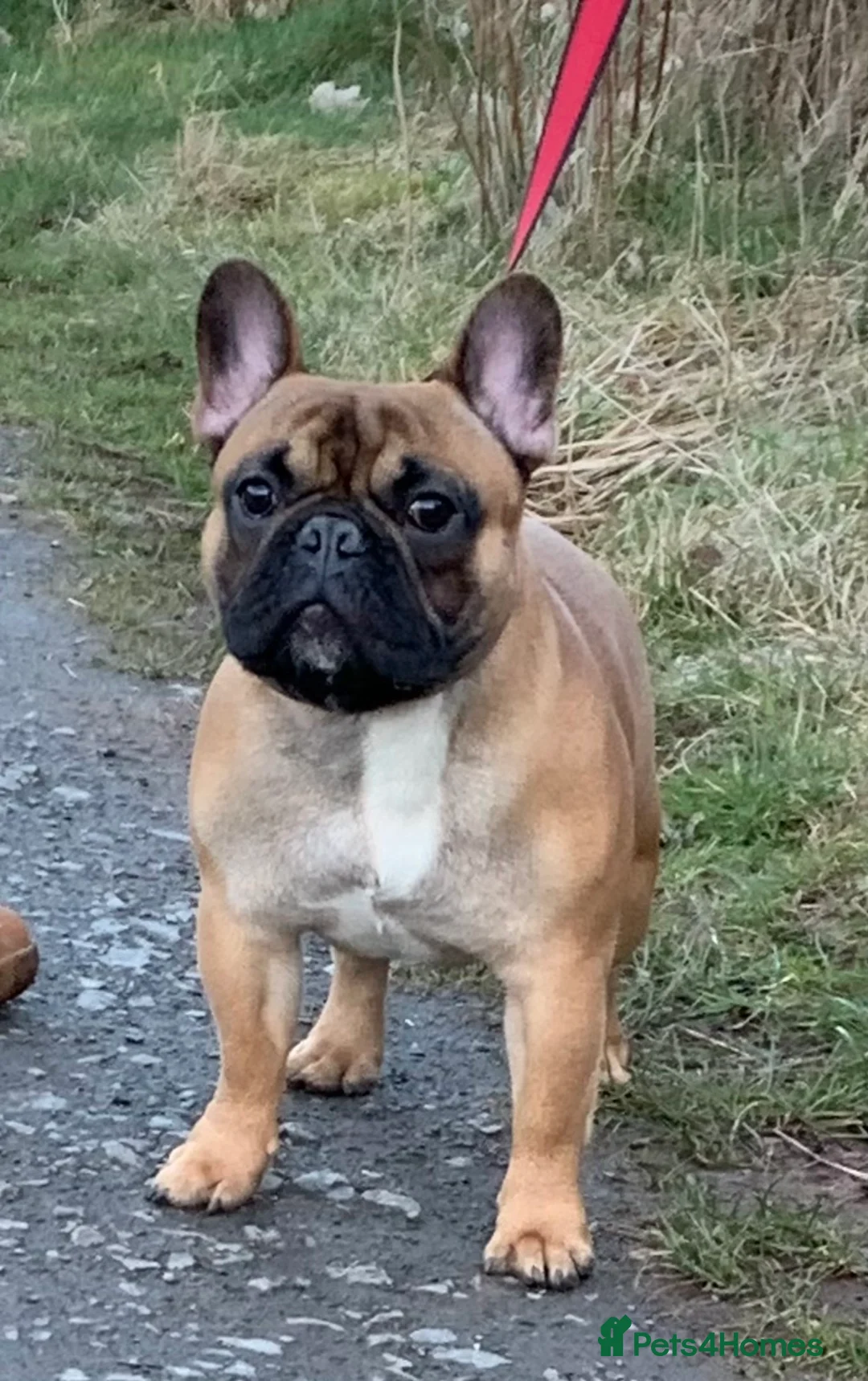 French Bulldog dogs for stud: Mani standard red silver fbce RFG 1  in Edinburgh - Advert 4
