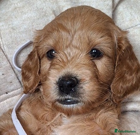 Mini Goldendoodle dogs Stunning Goldendoodles  - Advert 1
