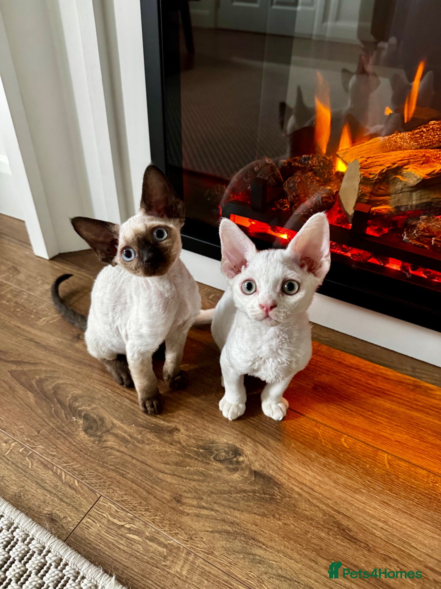Devon Rex cats Last 2 exceptional Devon Rex kittens available - Advert 18