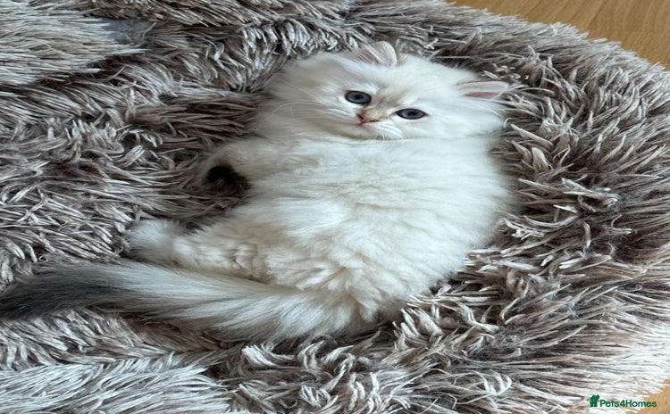 British Longhair cats - Advert 4