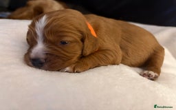 Mixed Breed dogs for sale: Cockapoo/Cavapoo Mix Puppies Available 10 Nov 25 - Image 21