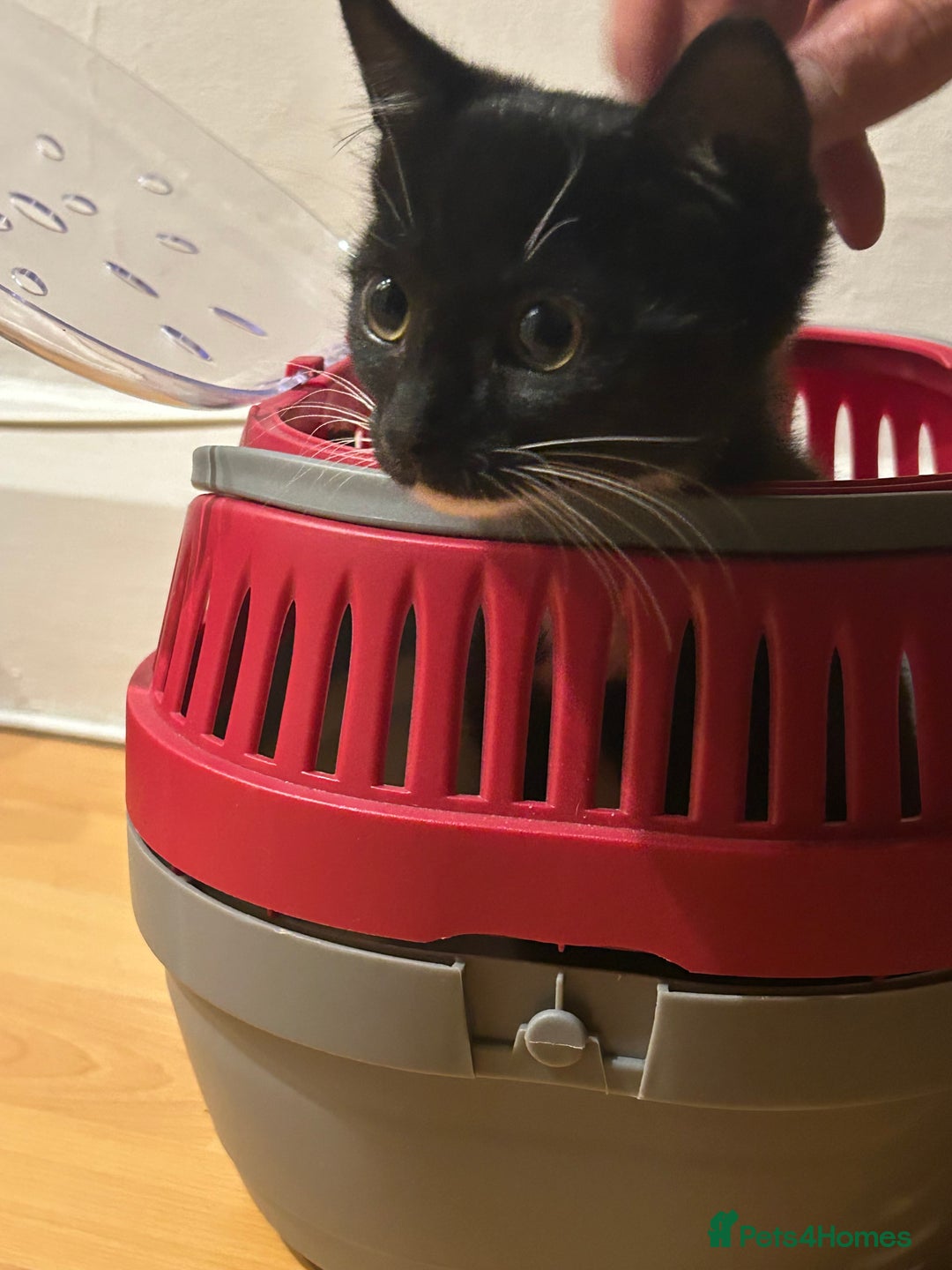 Domestic Shorthair cats for sale: Super affectionate male kitten  - Image 4