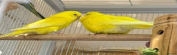 Budgerigars birds for sale: Bonded pair of beautiful yellow budgies  - Advert 2