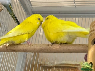 Budgerigars birds Bonded pair of beautiful yellow budgies - Advert 2
