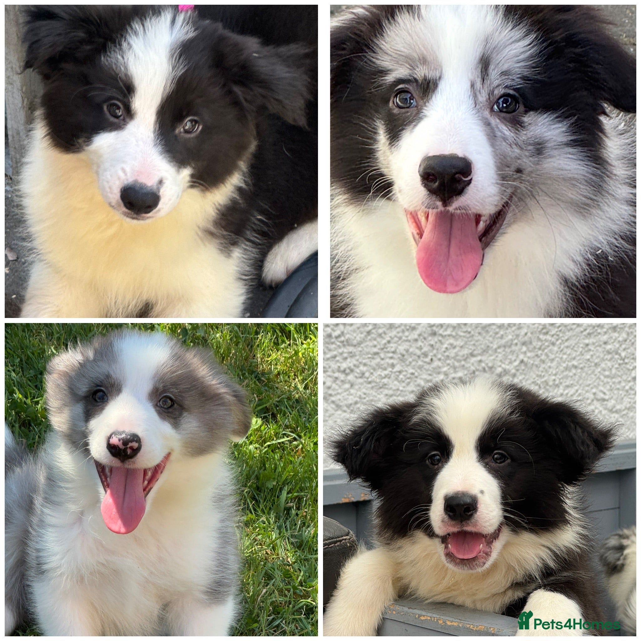 Border Collie dogs Stunning KC Registered Border Collie Puppies  - Advert 2