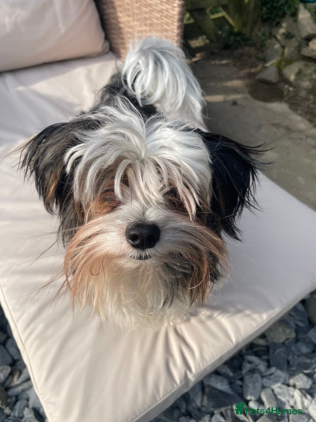 Biewer Terrier dogs for stud: Biewer terrier stud - Advert 11