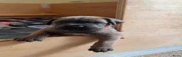 Cane Corso dogs for sale: Stunning Cane Corso puppies - only litter from mum - Advert 16