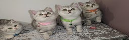 British Shorthair cats for sale: 🏆 Pedigree Silver British Shorthair Kittens 🏆 - Advert 5