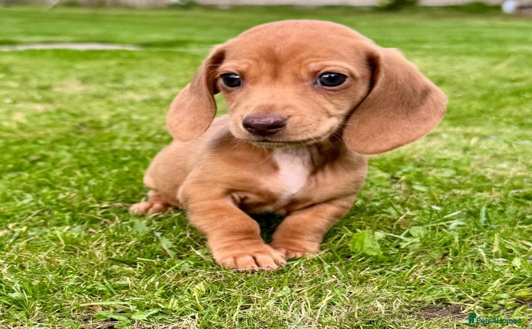 Miniature Dachshund dogs - Advert 4