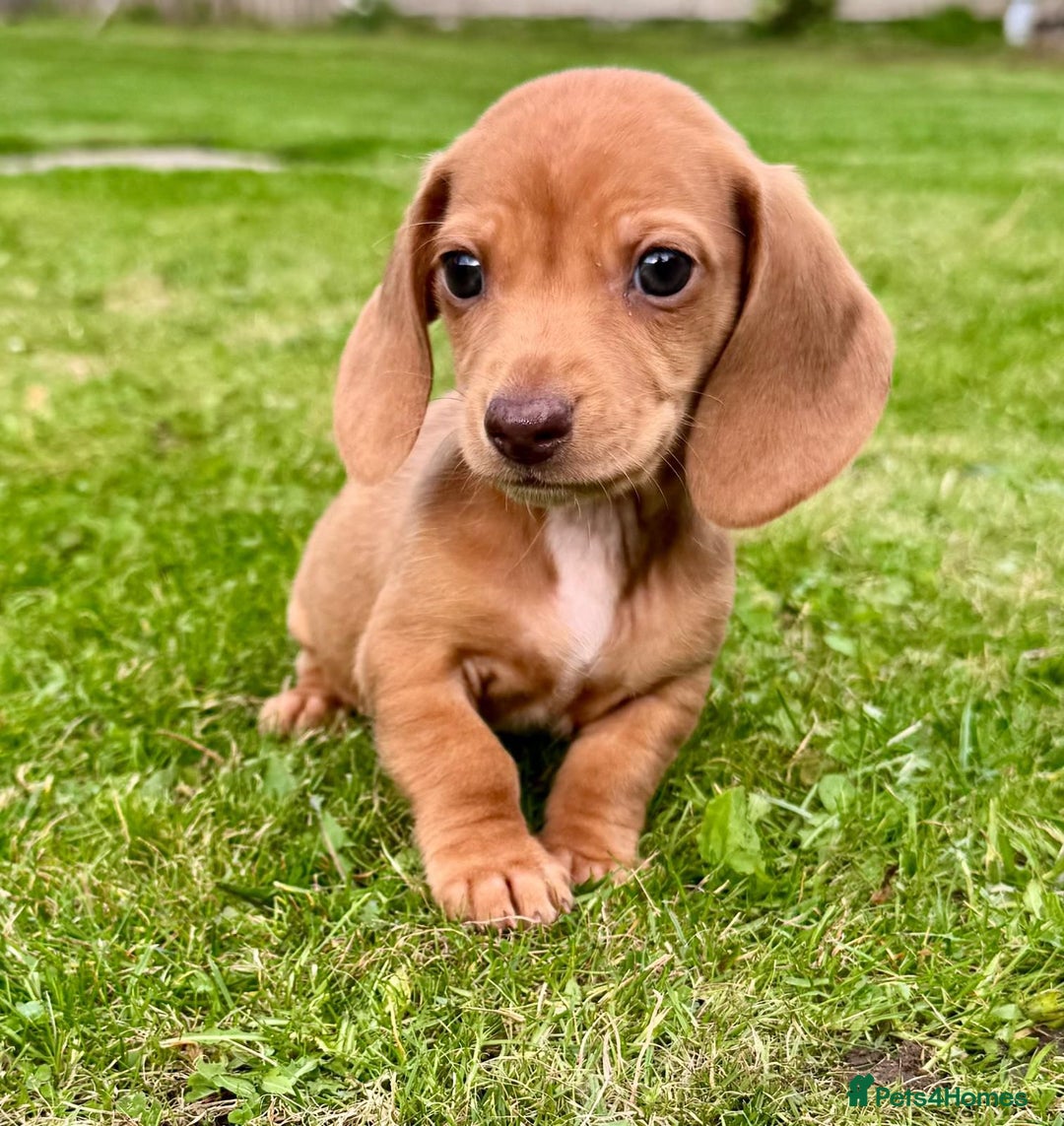 Miniature Dachshund dogs for sale: Red long haired shaded red  - Image 12