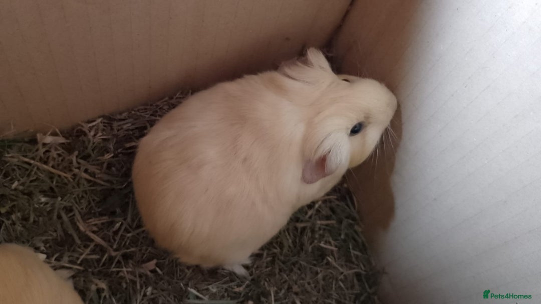 Guinea Pig rodents for sale: Beautiful cream cornet cross boy guinea pigs - Image 6