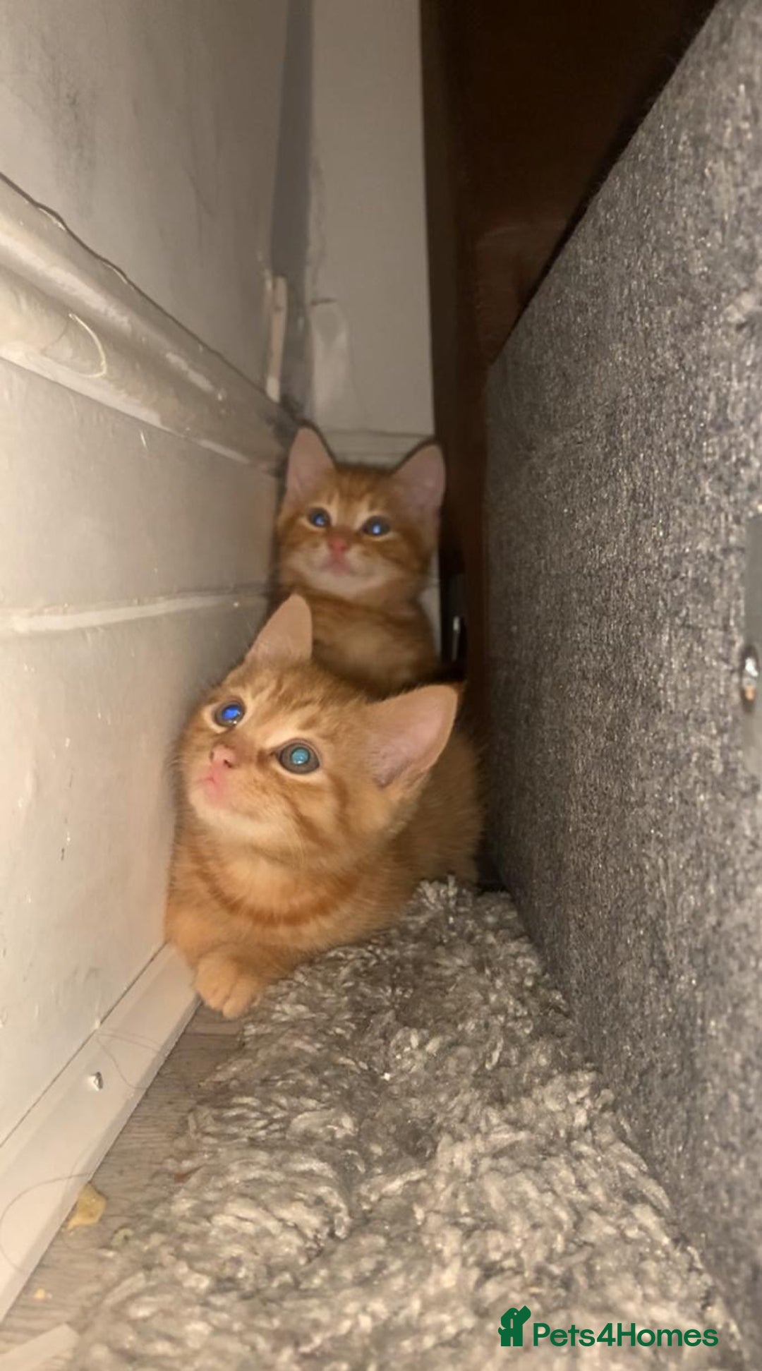 Bengal cats for sale: 2 x Beautiful Ginger - bengal mix - Advert 8