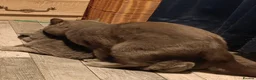 British Shorthair cats for stud: BSH blue for stud - Advert 5