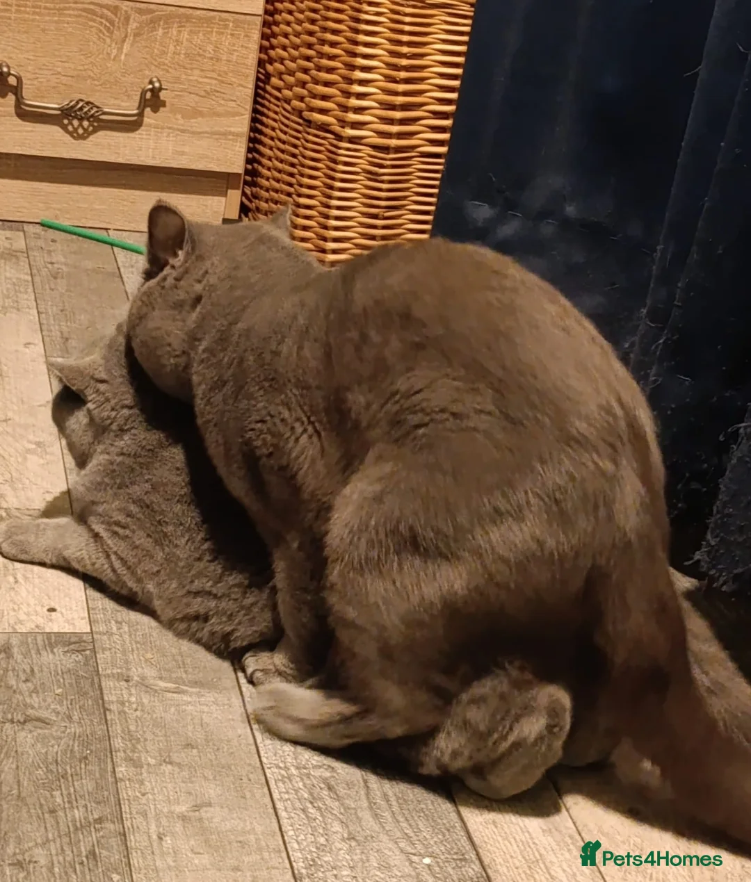 British Shorthair cats for stud: BSH blue for stud - Advert 5