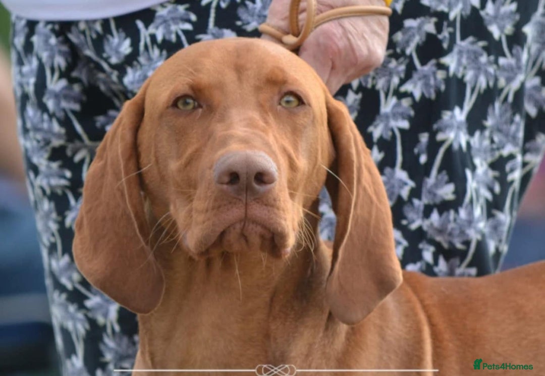 Hungarian Vizsla dogs for sale: Young male Hungarian Vizsla - Image 2