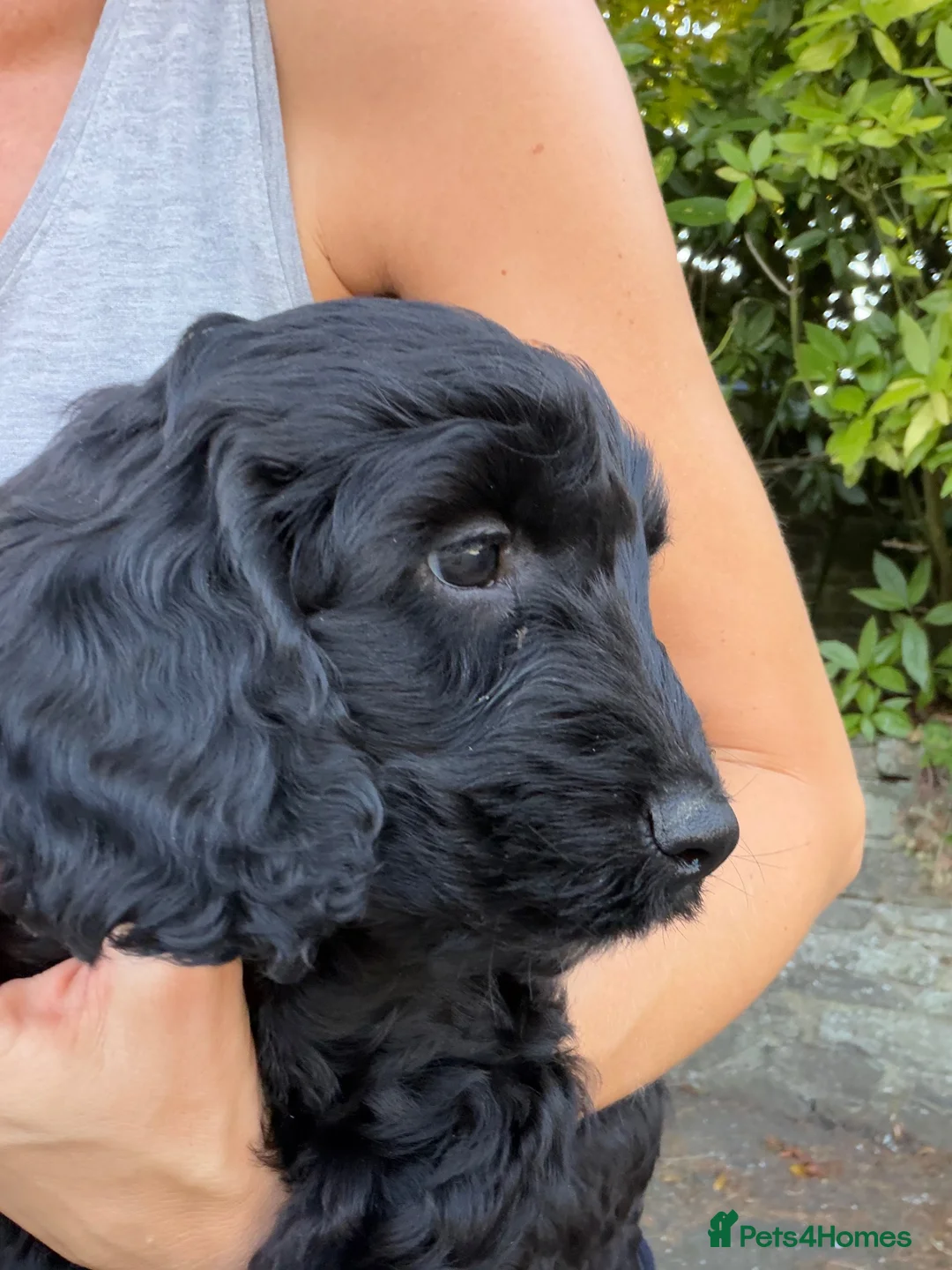 Cockapoo dogs for sale: READY TO GO 1 adorable male cockapoo  - Advert 2