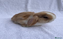 Mini Lop rabbits for sale: MINILOP BABIES READY TO RESERVE  - Image 7