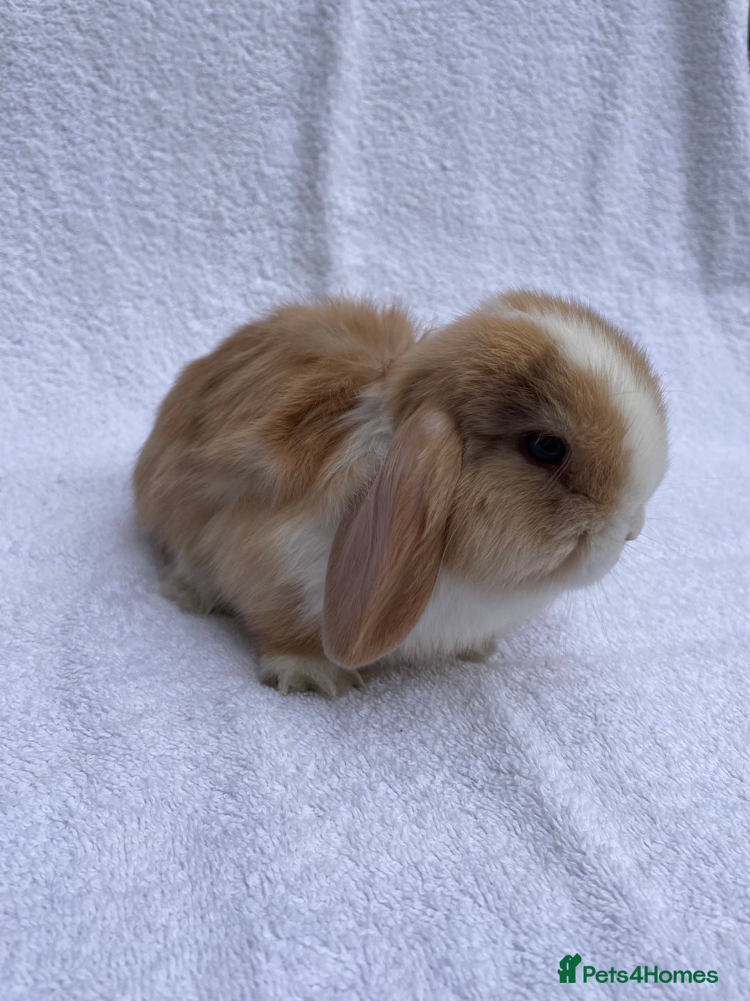 Mini Lop rabbits for sale: MINILOP BABIES READY TO RESERVE  - Image 7