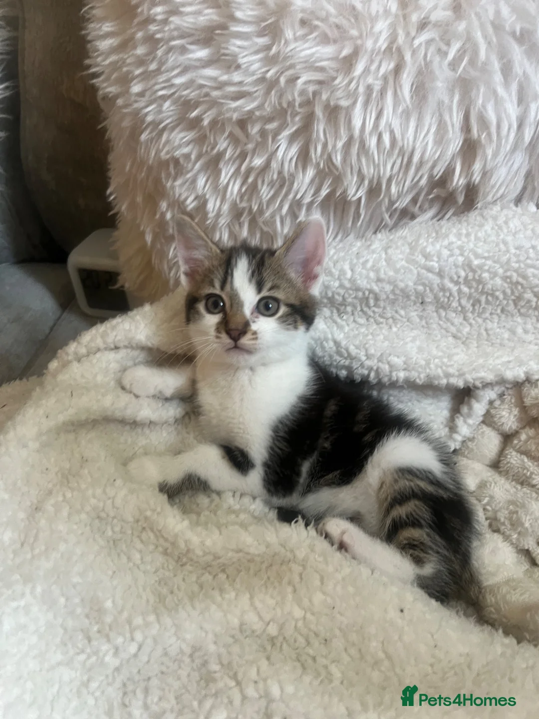 Mixed Breed cats for sale: Kittens ready to go 9 weeks old  in Nuneaton - Advert 2