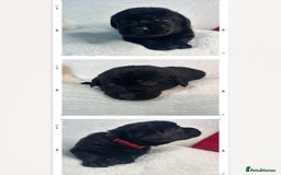 Labrador Retriever dogs for sale: READY NOW. LABRADOR PUPPIES. HEALTH CHECKS DONE  - Image 26