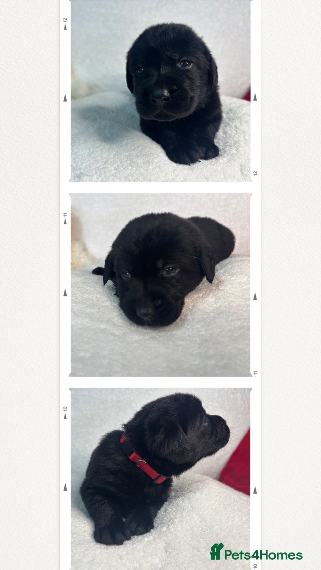 Labrador Retriever dogs for sale: READY NOW. LABRADOR PUPPIES. HEALTH CHECKS DONE  - Image 26