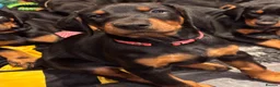 Dobermann dogs for sale: KC reg Dobie Pups | Two girls available - Advert 21