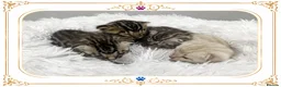 Bengal cats for sale: TICA Registered Bengal Kittens - Advert 18