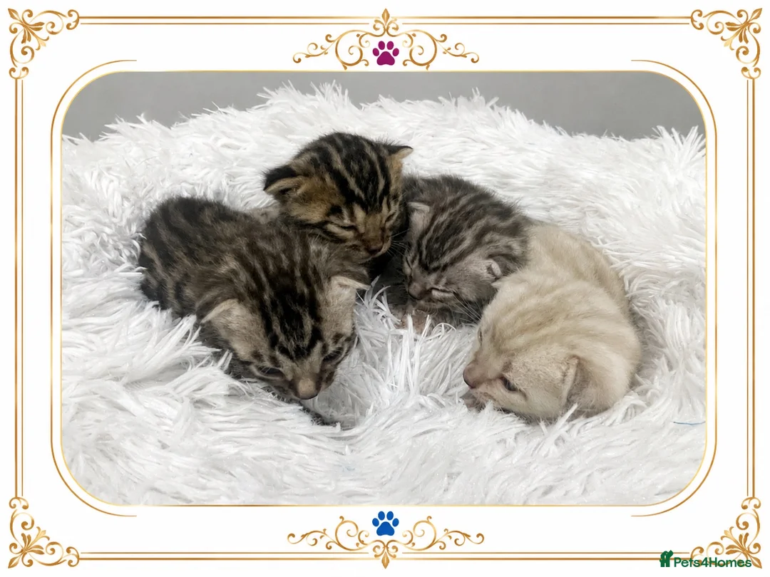 Bengal cats for sale: TICA Registered Bengal Kittens - Advert 18