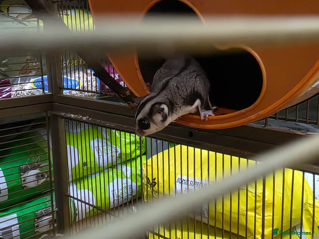 Sugar Glider rodents for sale: Sugar Glider Group - Parents and Offspring - Advert 7