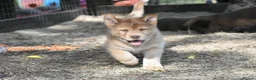 Chow Chow dogs for sale: Genuine chowski puppies  - Advert 27