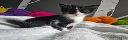 Mixed Breed cats for sale: Lovely fluffy kittens - Advert 13