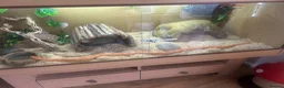 Corn Snake reptiles for sale: Albino corn snake  in Mansfield - Advert 3