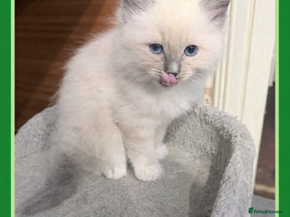 Ragdoll cats Beautiful ragdolls for sale - Advert 4